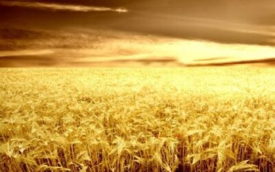 کدام دستگاه‌های در پرداخت مطالبات گندم‌کاران کوتاهی کردند؟