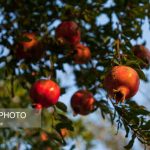 پیش‌بینی برداشت ۴۷ هزار تن انار از باغات قم