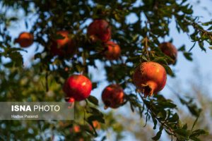 پیش‌بینی برداشت ۴۷ هزار تن انار از باغات قم