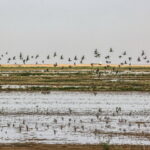 بیش از ۳۵ هزار پرنده مهاجر در تالاب مره ثبت شد