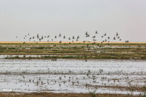 بیش از ۳۵ هزار پرنده مهاجر در تالاب مره ثبت شد