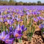 کشت زعفران و گیاهان دارویی در اقلیم خشک=تجربه‌های موفق ایرانی در کرانه نیلگون افق