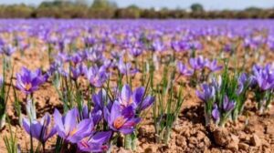 کشت زعفران و گیاهان دارویی در اقلیم خشک=تجربه‌های موفق ایرانی در کرانه نیلگون افق